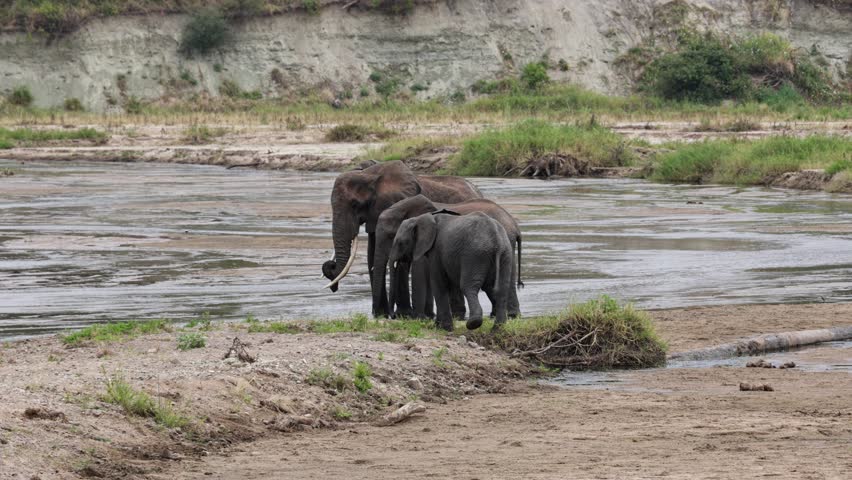 A family of elephants stand near a river, with the youngling looking at the camera, Africa