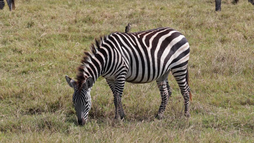 An african Zebra razing in a savannah, with a bird on its back, Africa, Ngorongoro