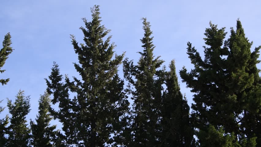 Thujen - Cypresses (Cupressaceae) blowing in the wind in Alicante Province, Costa Blanca, Spain