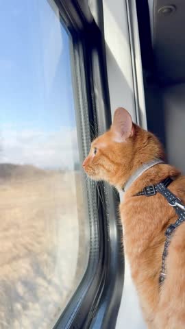 An orange cat wearing a harness observes the landscape while traveling on a train.