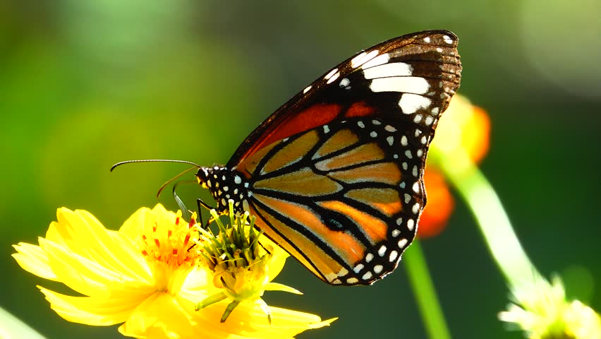 Thai butterfly in garden garden summer flower and butterfly flower butterfly flower butterfly