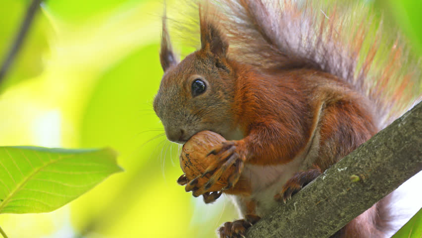 In 4K slow motion, a squirrel on a branch playfully holds an oversized walnut in its paws