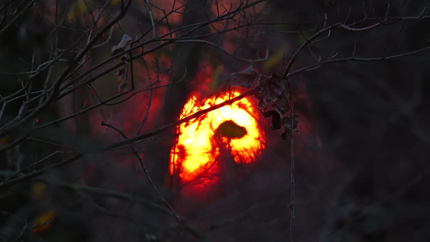 Sunset behind forest, shining through branches as if it is on fire, during winte