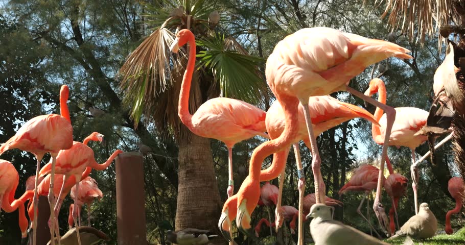 group of flamingos in a contrapicado point of view