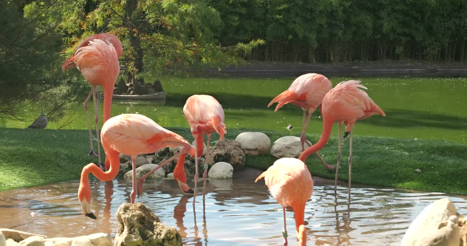 group of flamingos in a contrapicado point of view