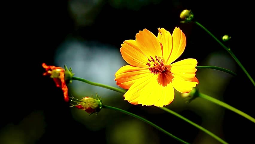 Supper Slow 250fps Yellow Cosmos in Full Bloom
Close-up of bright yellow cosmos flowers against a blurred background of greenery and scattered flowers. Wildflowers Yellow flowers Nature Meadow Flowers