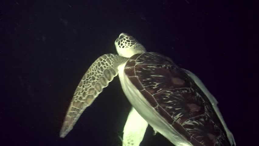 An underwater photo showcases a Green Bissa Sea Turtle feeding on vibrant coral reefs, emphasizing the vital role of marine biodiversity in ocean health and wildlife population sustainability