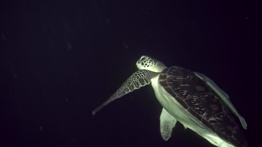 An underwater photo showcases a Green Bissa Sea Turtle feeding on vibrant coral reefs, emphasizing the vital role of marine biodiversity in ocean health and wildlife population sustainability