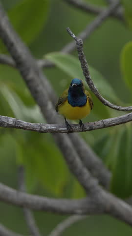Close up of a bird of paradise Cendrawasih , Male Bird of Paradise dancing in courtship display in tropical jungle, Papua New Guinea. Yellow tropical bird of Indonesia, Bali, Wildlife animals