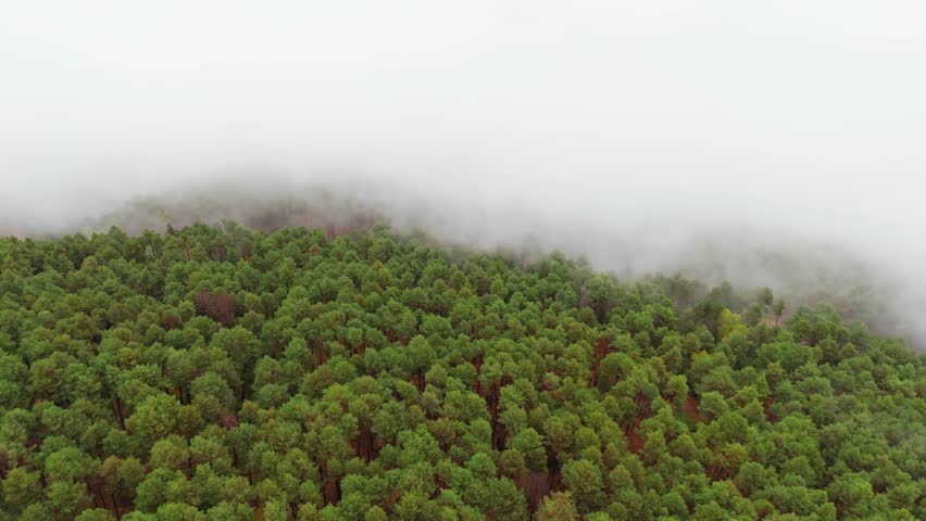 Thick fog covering a green pine forest in the Pyrenees mountains, Catalonia region, Spain. Aerial view over the clouds in the Spanish Pyrenees