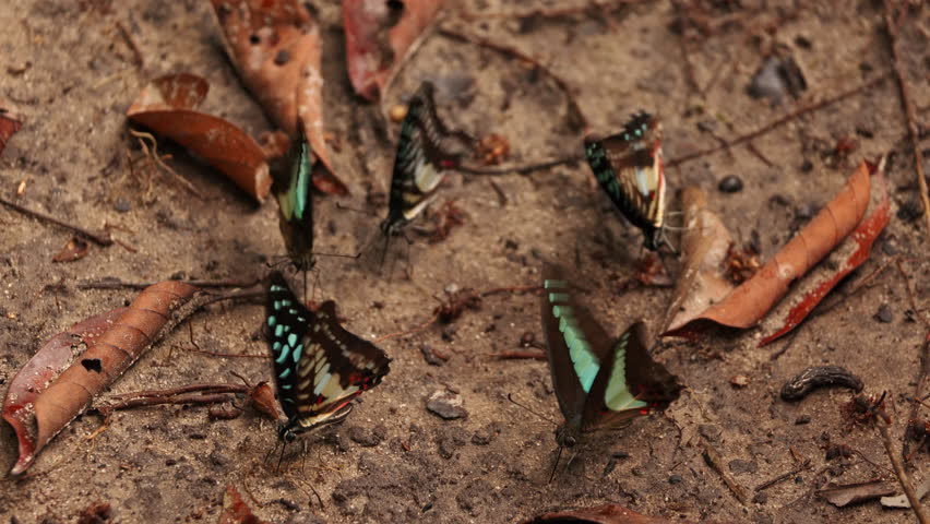The Common Jay butterflies on the ground and flying in nature, are eaten mineral on the ground in Erawan Waterfall National Park at Kanchanaburi, Thailand, Select focus. Indonesia Bali. Wild nature