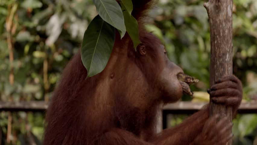 orangutan climbing with food in mouth, monkeys, national park, Malaysia, wildlife, primates, jungle, forest, nature, animal, habitat, tropical, environment, outdoor, endangered, ape, rainforest, tree
