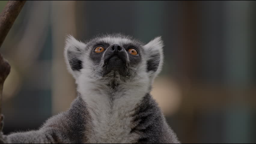 lemur closeup portrait, ring-tailed lemurs, Tenerife, wildlife, Madagascar, primates, animal behavior, nature, zoo, furry animals, exotic animals, mammals, animal sanctuary, animal kingdom. Nature