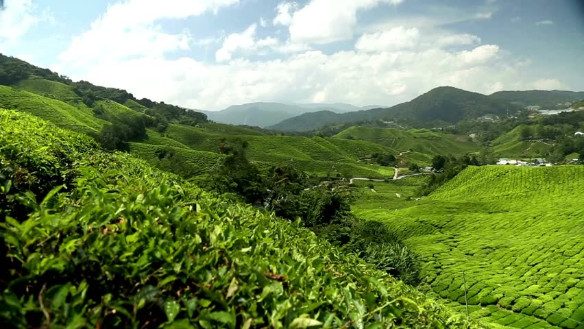 Cameron Highlands in Malaysia is renowned for its vast, lush tea plantations that stretch over rolling hills. The cool climate at this elevation provides the ideal environment.