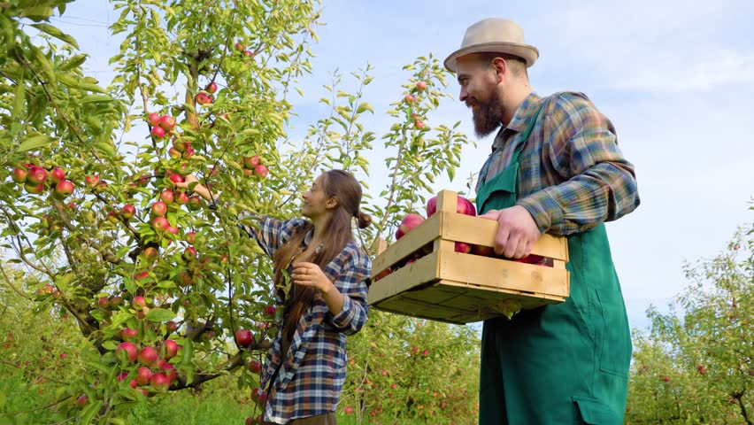 Bottom view man and a woman work on a family farm, she picks apples, he holds a box. Young people are happy and glad that a rich harvest has been born. Orchard fruits apple work hard. Family business.
