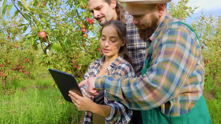 Side view 3 young family business owners in an apple orchard study the size and quality of the fruit. Farmers stand in front of a barnyard. Mustache, beard in men, long hair in women.