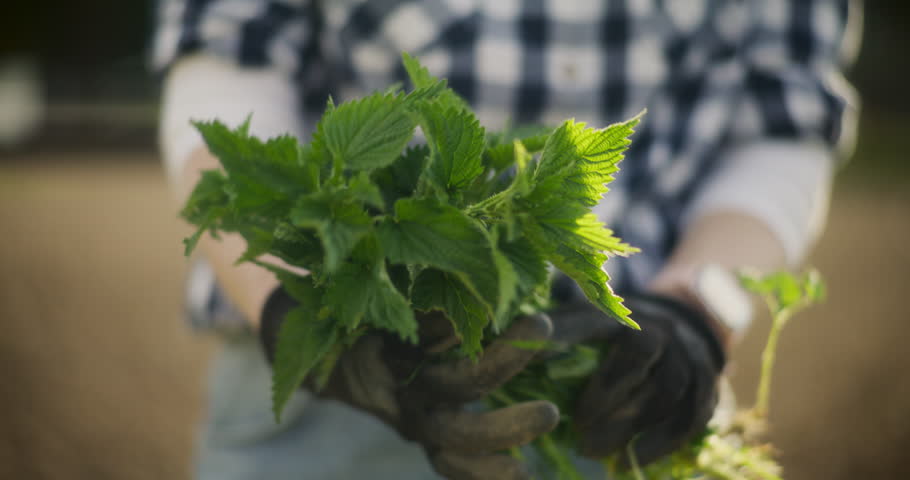 A close-up of freshly picked nettles, ready to be dried for use as a natural herb or for cooking purposes.