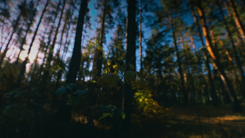 Sun Sunshine In Sunny Autumn Forest. Morning Sunrise In Forest. Autumn Forest Timelapse. Woods And Trees In Autumn Forest Landscape.