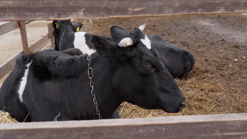 Black and white dairy cow gazes directly at the viewer from its pen