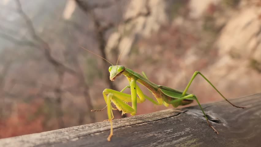 green mantis closeup on a wooden surface with a blurred background, Korea. Praying mantis looking to camera. Natural background concept.
