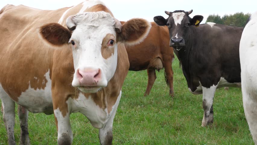 Cows graze in the pasture. Agriculture. Cattle breeding.