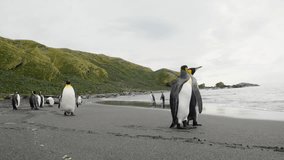 King Penguins of Antartica, with King Penguins walking around - Powered by Shutterstock - Get 15% off with code: PIKWIZARD15