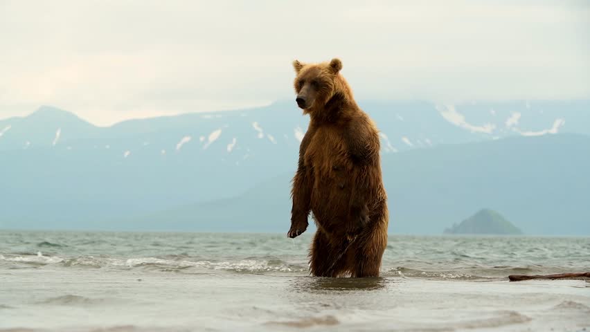 Brown Bear hunting Salmon fish in a river stream at Kamchatka, Russian federation