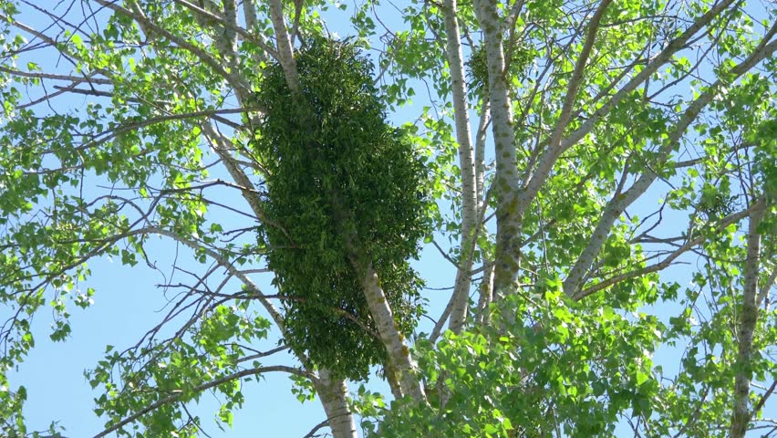 Mistletoe Parasite on a Tree: The Intriguing Life of a Hemiparasitic Plant in Nature in 4k slow motion 60fps