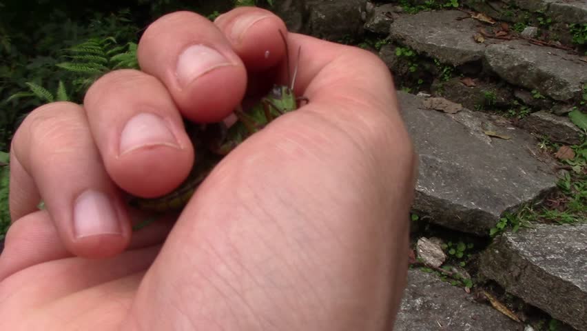 A big Nepalese grasshopper in one hand and ready to jump taken in the Annapurna