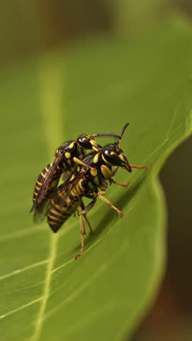 Macro of European hornet (Vespa crabro) at nest, wasp swarming at the tree in garden. Two wasps sexual intercourse. Amazing world of wild insects Fauna of Indonesia. Wildlife nature. 3D Illustration