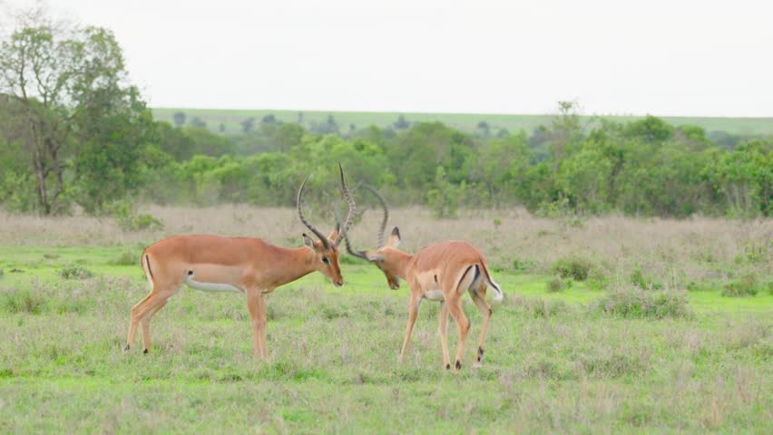Two male common Impalas fighting with their horns at Ol Pejeta Conservancy, Kenya. 