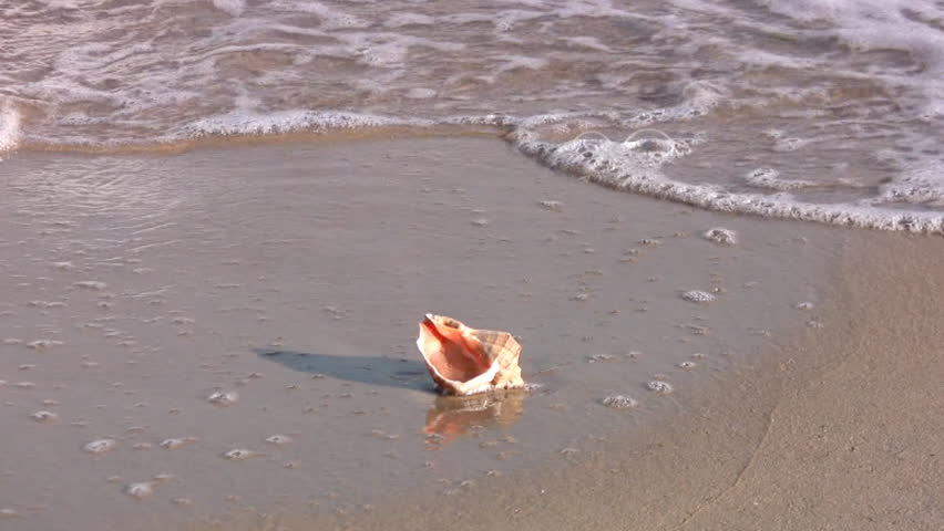 At sunset on the sea sand is seashell. Surf the wave with foam takes seashell