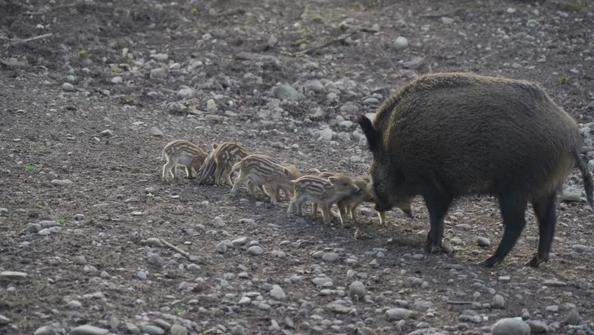 Female wild boar with her brood of children in wild. Mother and young boar babies. Sus scrofa. Bearded pigs Borneo family. Wild boar family mother and striped piglet. Wildlife. Active young boars. 
