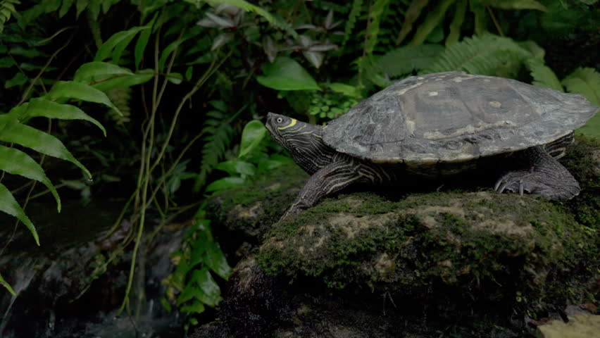  Beautiful Turtle reptile near water stream in the tropical forest. Ground level shot