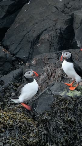 Vertical Screen: Atlantic puffin sitting on cliff top in Iceland. Nature wildlife shot. Cute bird in Cold North Area. Shot for Social Media.