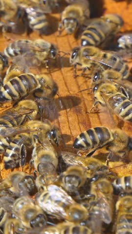 Vertical Screen Honey Bees in Hive