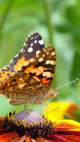 Vertical Screen Beautiful Butterfly Sits on a Flower