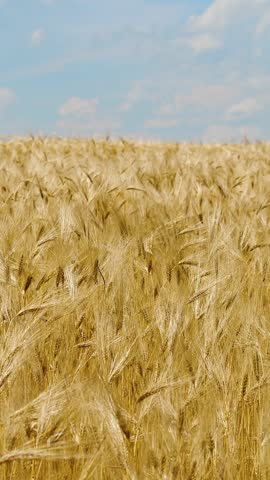 Vertical Screen: Wheat Field, Ears of Rye Swaying from the Gentle Wind