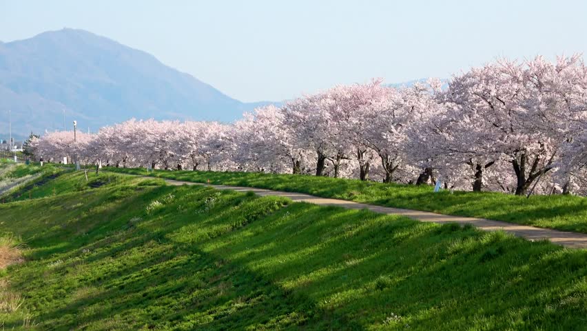 Cherry blossom trees along the Okawatsu Canal (Tsubame City, Niigata Prefecture)