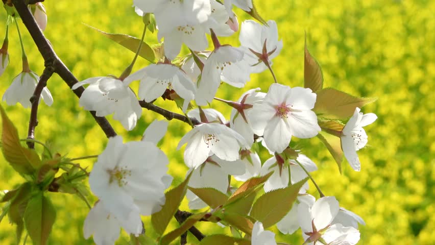 Cherry blossoms and rape blossoms - Cherry blossom line along the Okawazu Canal (Tsubame City, Niigata Prefecture)