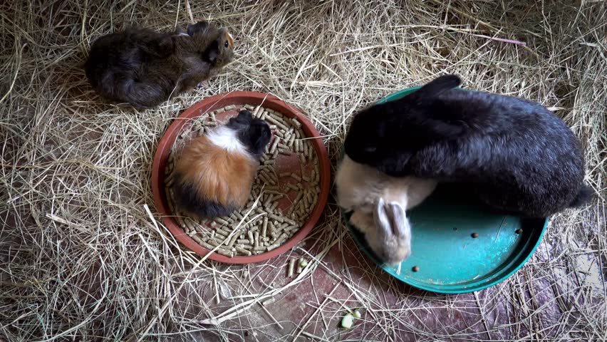 "Adorable Rabbits and Guinea Pigs Feed: A nutritious and delicious blend of high-quality hay, grains, and natural ingredients designed to keep your furry friends happy, healthy, and full of energy. 