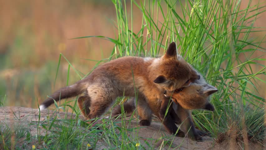 Red Fox cubs (Vulpes vulpes) playing on green grass