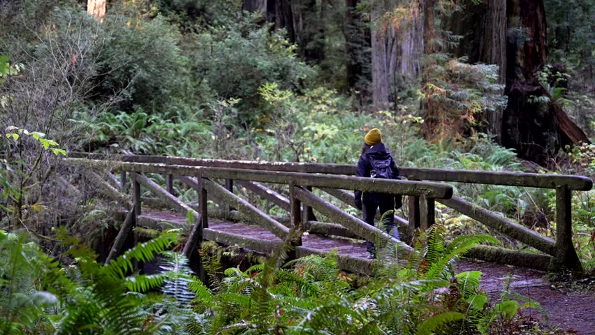 Wide shot of a woman hiking over bridge in the Pacific Northwest Redwood Forest.