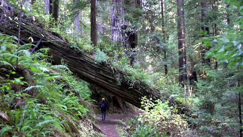 Woman hiking under a fallen tree in the Pacific Northwest Redwood Forest