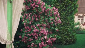 Bad summer weather Heavy rain in summer garden green grass lawn. Spring garden with gazebo and flying curtains. Falling drops of water interrupt of rose trees. many pink flowers blooming tree - Powered by Shutterstock - Get 15% off with code: PIKWIZARD15