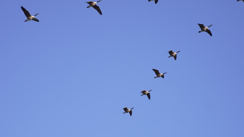 A flock of geese soars gracefully across a bright, cloudless blue sky in a dynamic V-formation. The birds