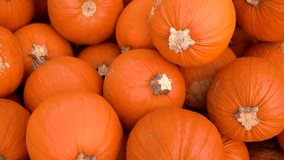Pumpkin harvest. A huge number of various pumpkins on the field in the autumn rays of the setting sun. Orange Pumpkins of various shapes and sizes. - Powered by Shutterstock - Get 15% off with code: PIKWIZARD15