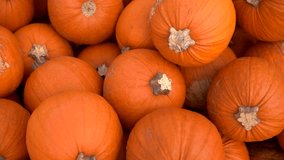 Orange pumpkin harvest. A huge number of various pumpkins on the field in the autumn rays of the setting sun.  - Powered by Shutterstock - Get 15% off with code: PIKWIZARD15