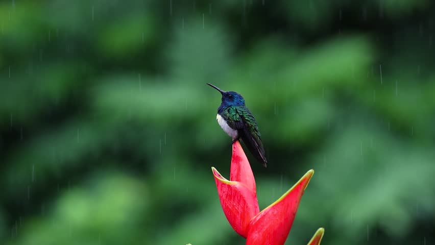 A Hummingbird in Costa Rica 