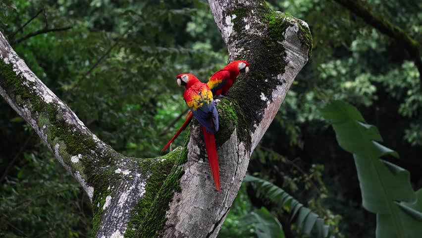 Scarlet Macaw in Costa Rica 